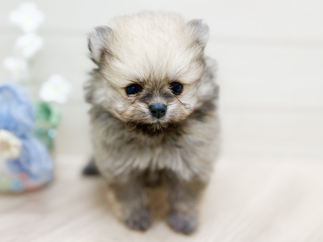 大阪府のポメラニアン (ペッツファーストららぽーと門真店/2026年2月16日生まれ/女の子/クリームセーブル)の子犬