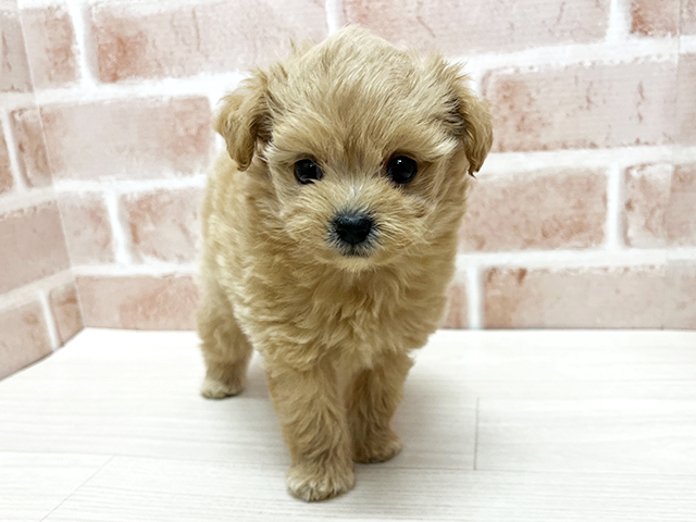 ポメプー, 性別 女の子, 誕生日 2026/02/17, 毛色 アプリコット, 出身 宮城県, 店舗 茨木店(大阪府), お問い合わせ番号 2690056