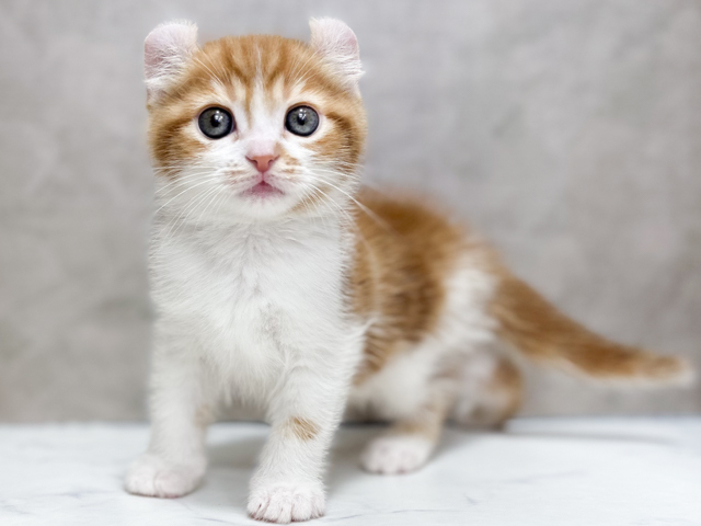 アメリカンカール