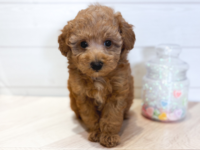 神奈川県のトイプードル(タイニー) (ペッツファースト川崎店/2026年2月17日生まれ/女の子/レッド)の子犬