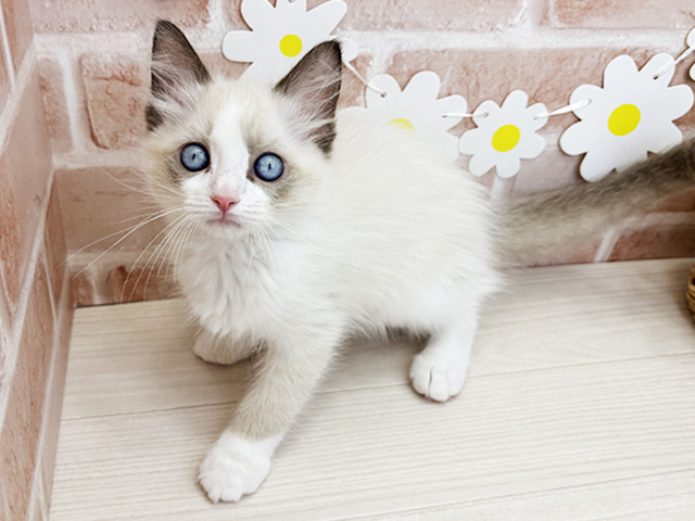 鹿児島県のラグドール (ペッツファースト鹿児島店/2026年2月11日生まれ/男の子/シールポイントバイカラー)の子猫の1枚目の画像