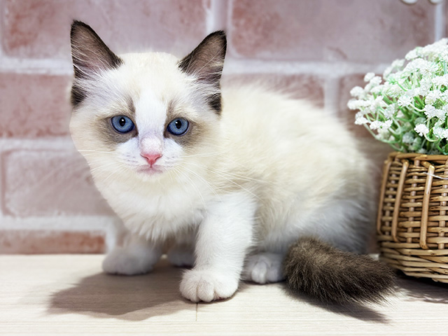 岡山県のラグドール (ペッツファースト倉敷店/2026年2月11日生まれ/男の子/シールポイントバイカラー)の子猫の1枚目の画像