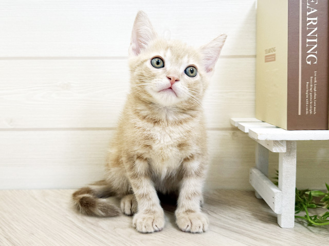 アメリカンショートヘアー