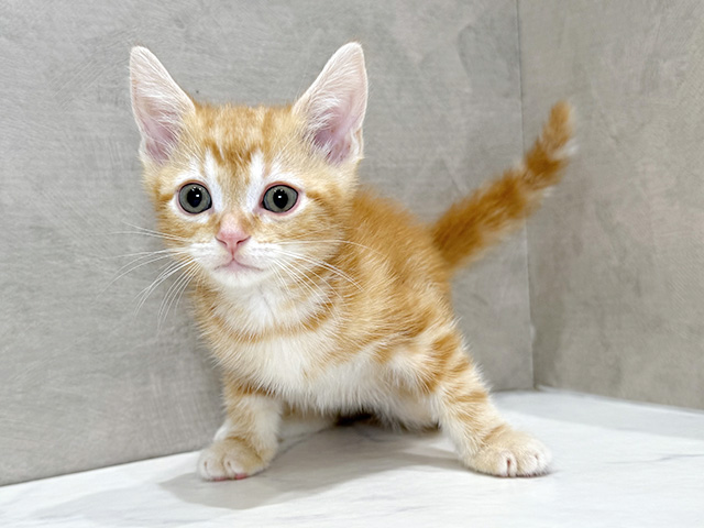 アメリカンショートヘアー, 性別 男の子, 誕生日 2026/02/16, 毛色 レッドタビー, 出身 東京都, 店舗 富士宮店(静岡県), お問い合わせ番号 2600521