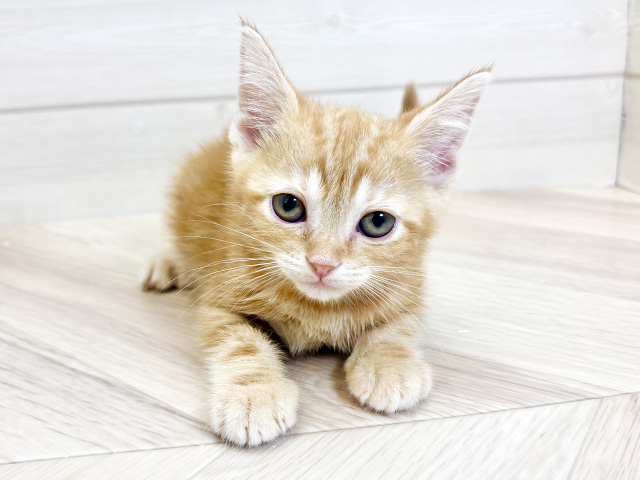 アメリカンショートヘアー