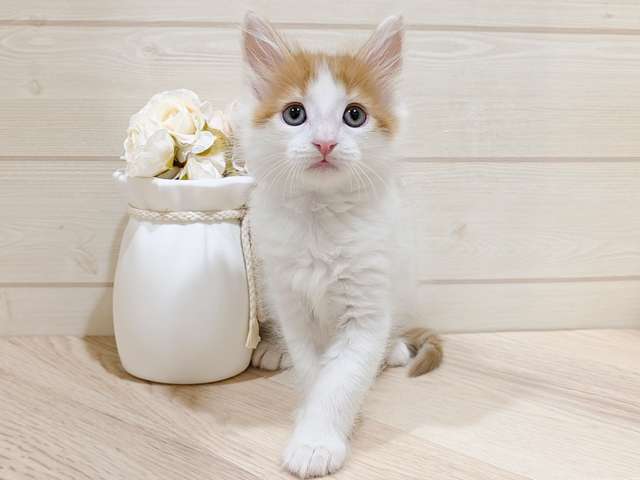 東京都のターキッシュアンゴラ (ペッツファースト吉祥寺本店/2026年2月16日生まれ/男の子/レッドタビーホワイト)の子猫の1枚目の画像