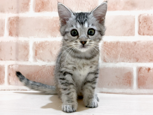 エジプシャンマウ