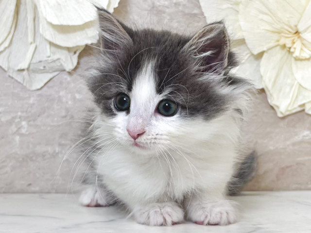 東京都のノルウェージャンフォレストキャット (ペッツファースト下北沢店/2026年2月15日生まれ/男の子/ブルーホワイト)の子猫の1枚目の画像