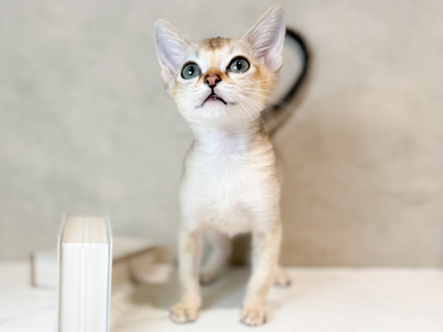 東京都のシンガプーラ (ペッツファースト原宿店/2026年2月13日生まれ/男の子/セピアアグーティ)の子猫の1枚目の画像