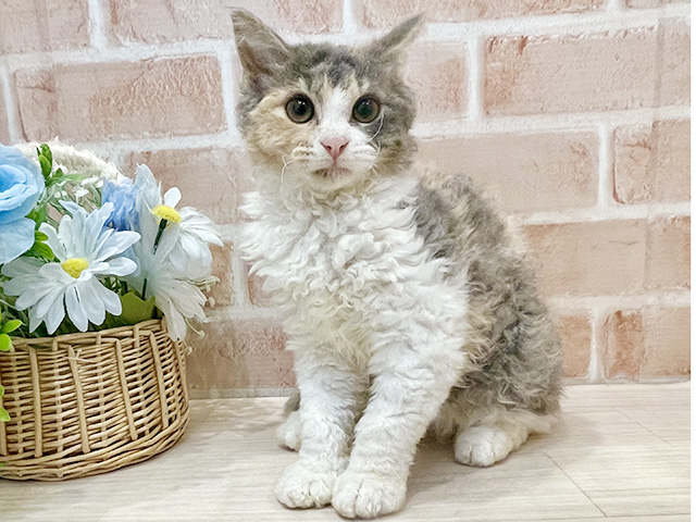 ラパーマ, 性別 女の子, 誕生日 2026/02/13, 毛色 ダイリュートキャリコ, 出身 東京都, 店舗 千葉ニュータウン店(千葉県), お問い合わせ番号 2600554