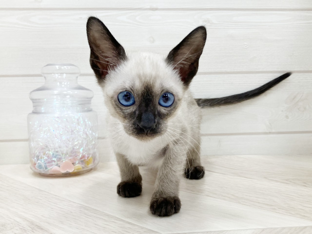 シャム, 性別 男の子, 誕生日 2026/02/16, 毛色 シールポイント, 出身 東京都, 店舗 ふじみ野店(埼玉県), お問い合わせ番号 2600555