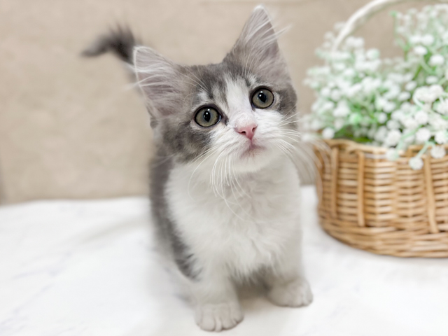 東京都のマンチカン (ペッツファースト恵比寿店/2026年2月11日生まれ/女の子/ブルータビーホワイト)の子猫の1枚目の画像