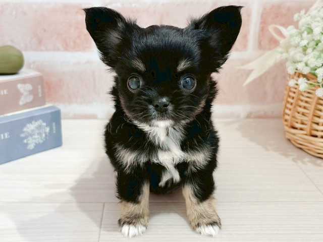 東京都のチワワ(ロング) (ペッツファースト自由が丘店/2026年2月18日生まれ/女の子/ブラックタンホワイト)の子犬の1枚目の画像