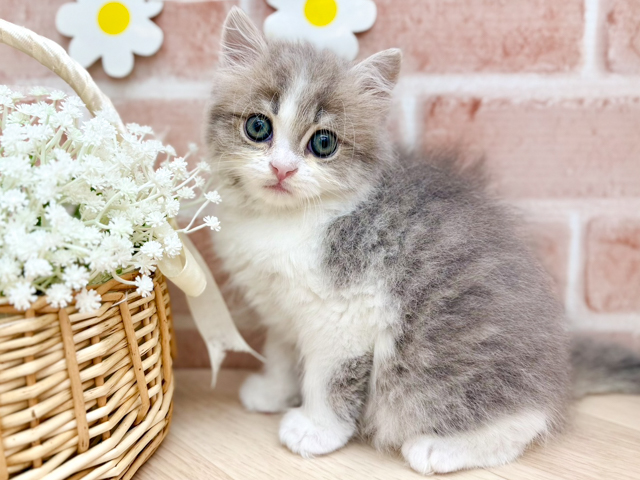 東京都のラガマフィン (ペッツファーストfor cats武蔵小山店/2026年2月17日生まれ/男の子/ブルータビーホワイト)の子猫の1枚目の画像
