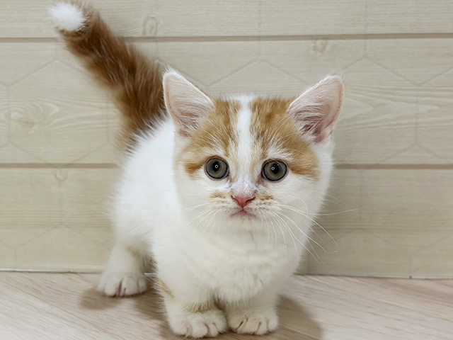 埼玉県のマンチカン (ペッツファーストレイクタウン店/2026年2月17日生まれ/男の子/レッドタビーホワイト)の子猫の1枚目の画像