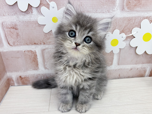 鹿児島県のラガマフィン (ペッツファースト鹿児島店/2026年2月16日生まれ/女の子/ブルータビー)の子猫の1枚目の画像