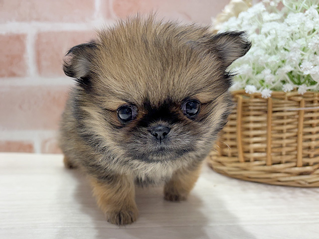 ペキニーズミックス