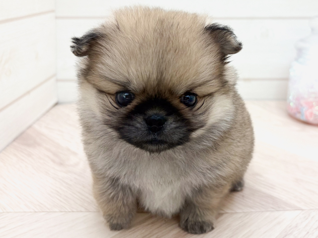 ペキニーズミックス