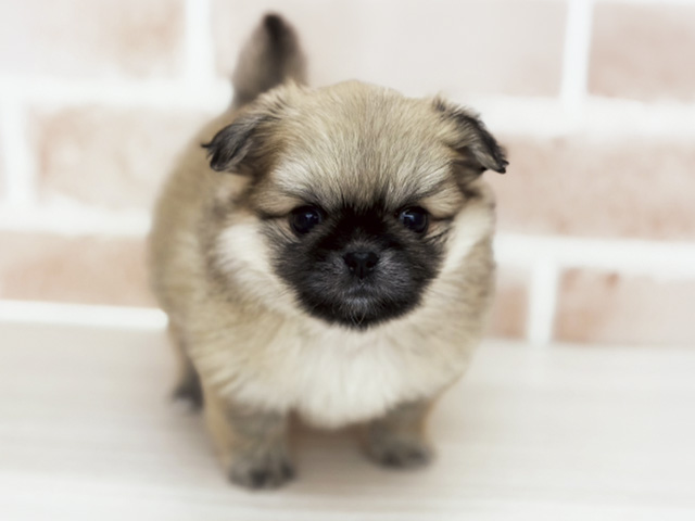 ペキニーズミックス