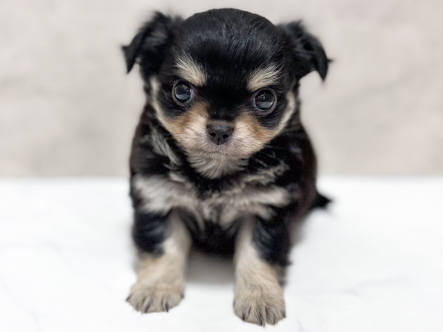 東京都のチワワ(ロング) (ペッツファースト池袋店/2026年2月18日生まれ/男の子/ブラックタン)の子犬の1枚目の画像