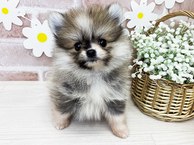 鹿児島県のポメラニアン (ペッツファースト鹿児島店/2026年2月18日生まれ/男の子/オレンジホワイト)の子犬の1枚目の画像