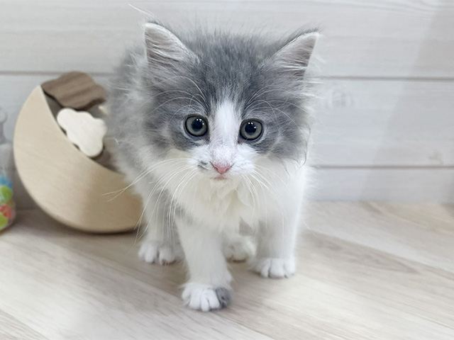 ノルウェージャンフォレストキャット