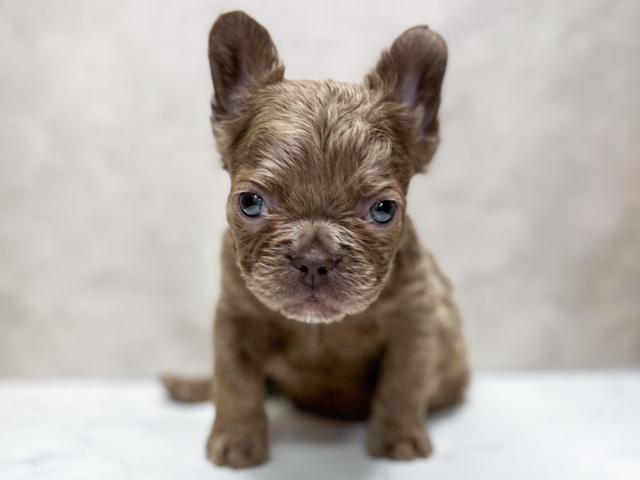 フレンチブルドッグ