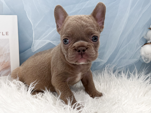 フレンチブルドッグ