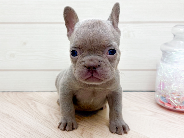 フレンチブルドッグ
