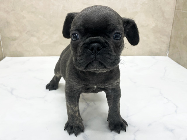 フレンチブルドッグ