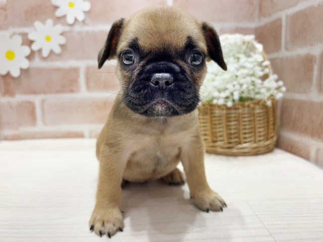 フレンチブルドッグ