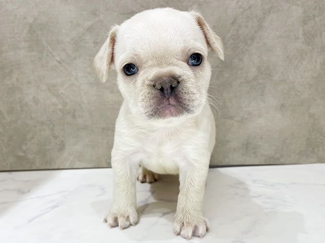 京都府のフレンチブルドッグ (ペッツファースト京都四条河原町店/2026年2月18日生まれ/男の子/プラチナライラックマールタン)の子犬の1枚目の画像