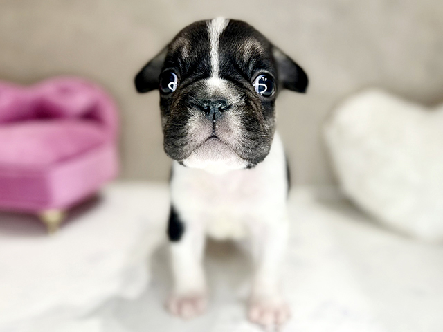 フレンチブルドッグ