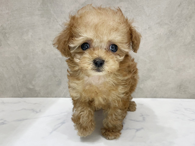 京都府のトイプードル(ティーカップ) (ペッツファースト京都四条河原町店/2026年2月18日生まれ/女の子/レッド)の子犬