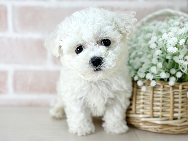 京都府のビションフリーゼ (ペッツファースト京都店/2026年2月18日生まれ/男の子/ホワイト)の子犬の1枚目の画像