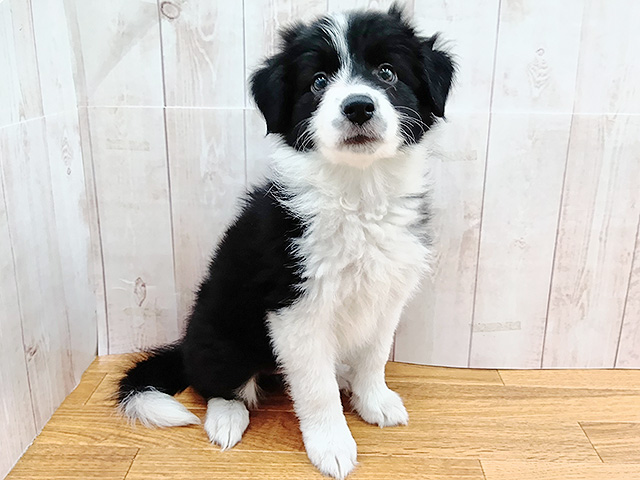 埼玉県のボーダーコリー (ペッツファースト埼玉大井店/2026年2月17日生まれ/女の子/ブラックホワイト)の子犬の1枚目の画像