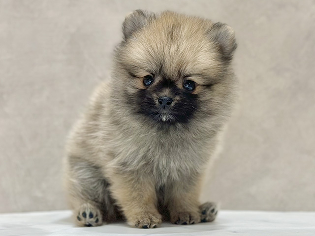 東京都のポメラニアン (ペッツファースト新宿店/2026年2月18日生まれ/女の子/オレンジセーブル)の子犬の1枚目の画像