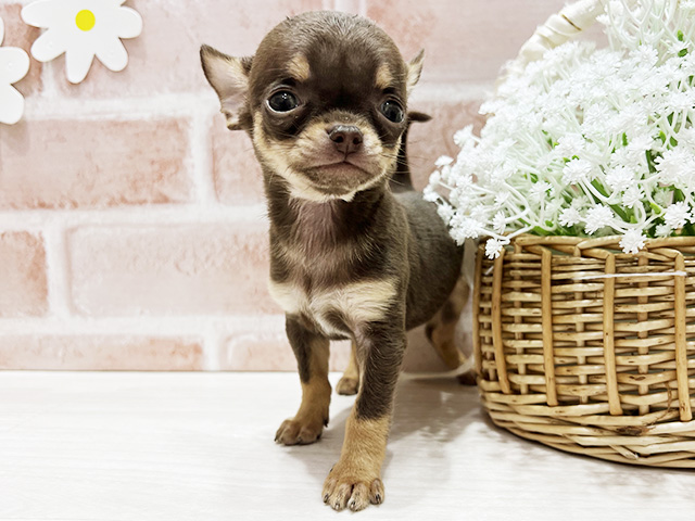 福岡県のチワワ(スムース) (ペッツファースト筑紫野店/2026年2月19日生まれ/男の子/チョコレートタン)の子犬の1枚目の画像