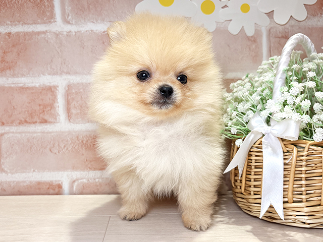 岡山県のポメラニアン (ペッツファースト倉敷店/2026年2月19日生まれ/男の子/クリーム)の子犬の1枚目の画像