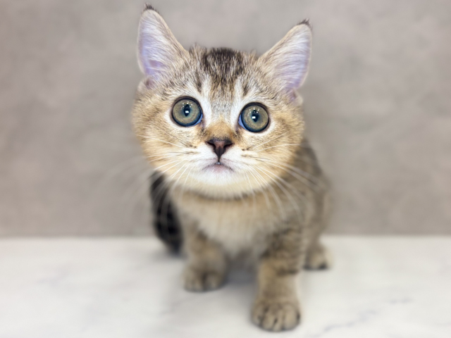 埼玉県のブリティッシュショートヘアー (ペッツファーストPETEMOレイクタウンmori店/2026年2月16日生まれ/女の子/ブラックゴールデン)の子猫の1枚目の画像