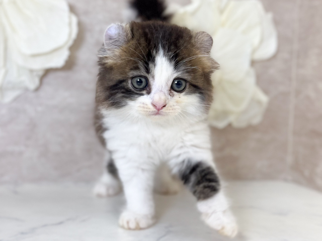 アメリカンカール