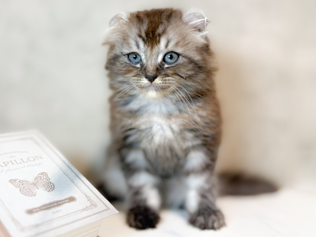 アメリカンカール