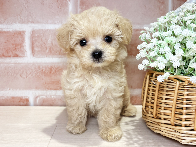 岡山県のマルプー(マルチーズ×プードル) (ペッツファースト倉敷店/2026年2月19日生まれ/女の子/アプリコット)の子犬