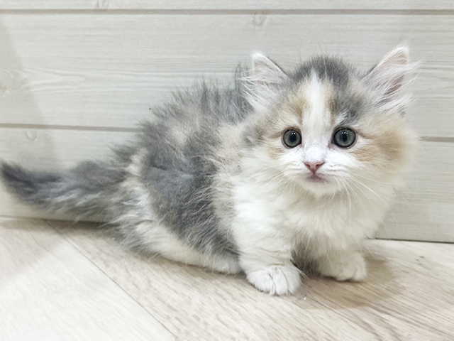 福岡県のマンチカン (ペッツファースト福岡天神店/2026年2月19日生まれ/女の子/ダイリュートキャリコ)の子猫の1枚目の画像