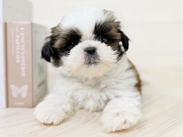 大阪府のシーズー (ペッツファースト寝屋川店/2026年2月19日生まれ/女の子/ゴールドホワイト)の子犬