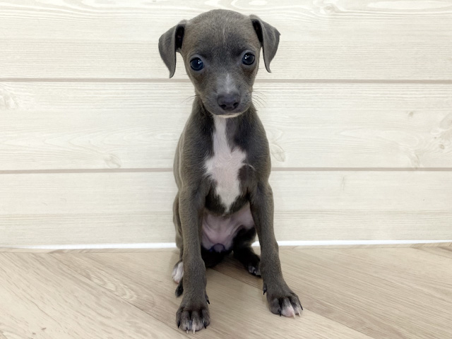 イタリアングレーハウンド