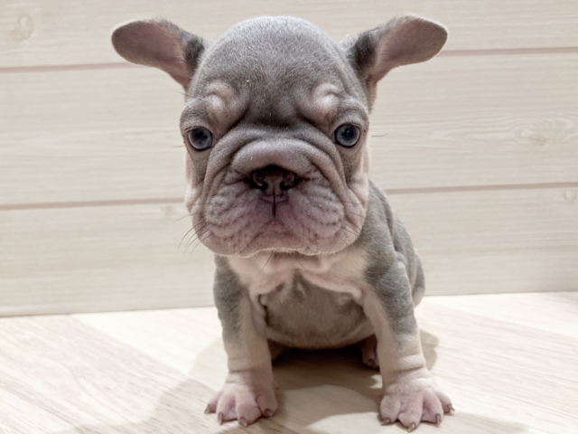 東京都のフレンチブルドッグ (ペッツファースト豊洲店/2026年2月19日生まれ/女の子/ブルータン)の子犬の1枚目の画像