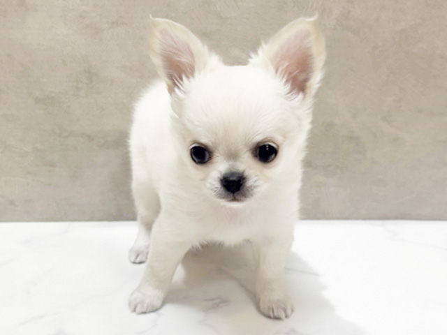 神奈川県のチワワ(ロング) (ペッツファースト大和店/2026年2月19日生まれ/女の子/クリーム)の子犬