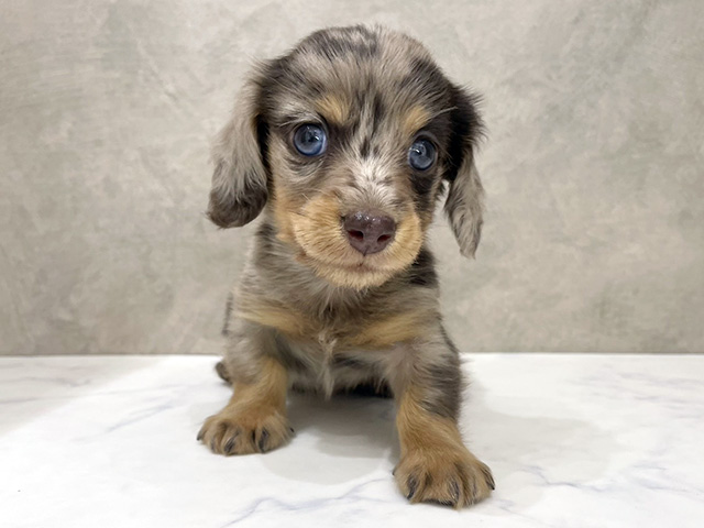 京都府のチワックス(チワワ×ダックス) (ペッツファースト京都四条河原町店/2026年2月19日生まれ/男の子/チョコレートマール)の子犬の1枚目の画像