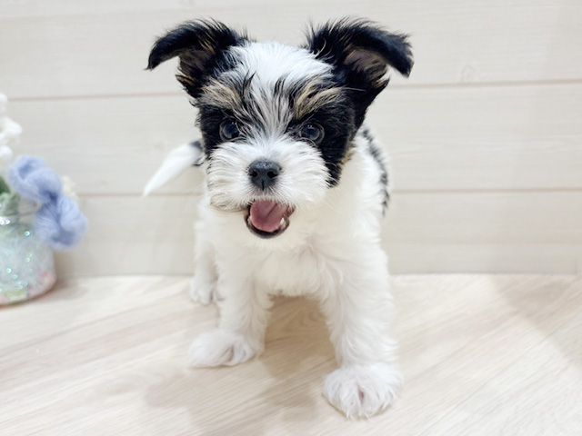 ビューワーテリア